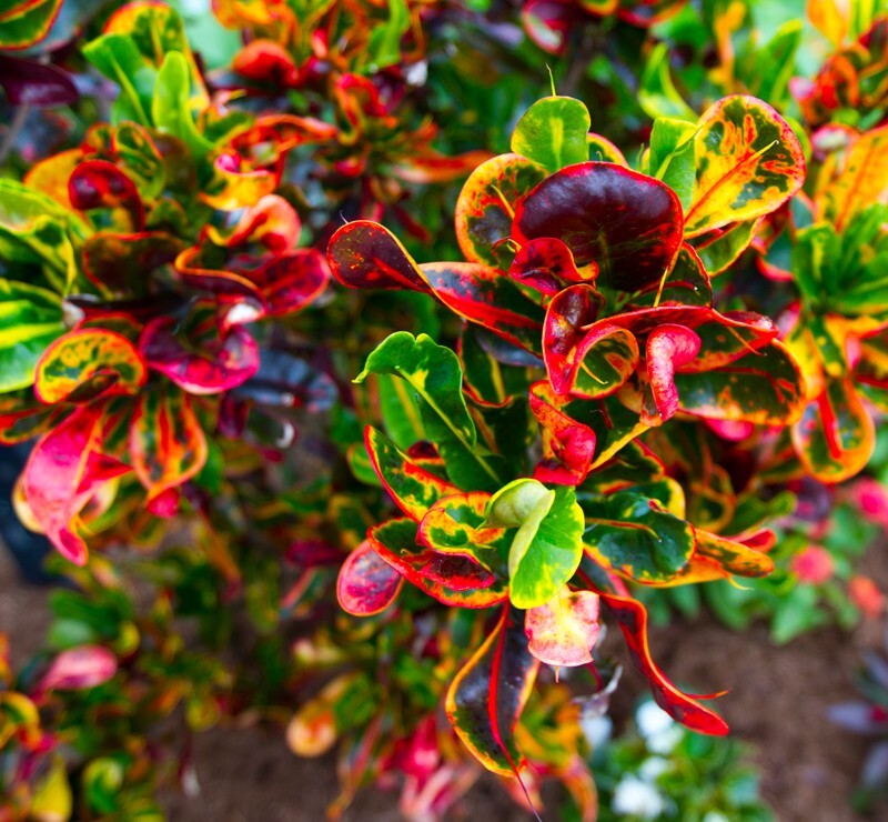 Floral_0006 - Floral - Plants