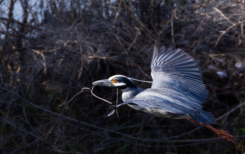 Yellow Crowned Night Heron _0015 - Yellow Crowned Night Heron