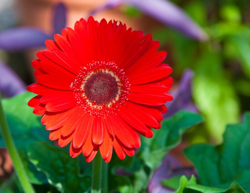 Floral_0001 - Floral - Plants