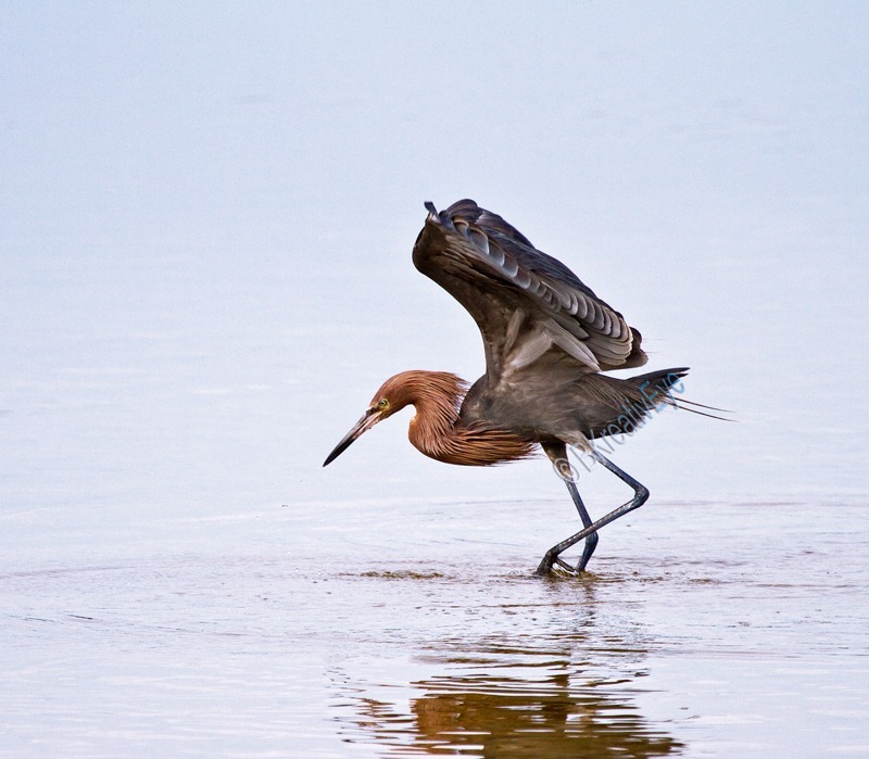 Reddish Egrit Southwest Florida Wild Birds by Brian Kitzman