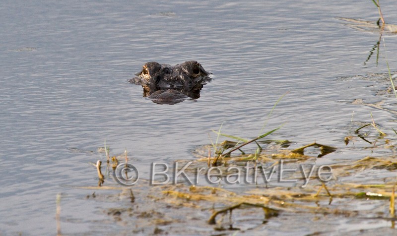 AnimalsCreatures 117 - Alligators