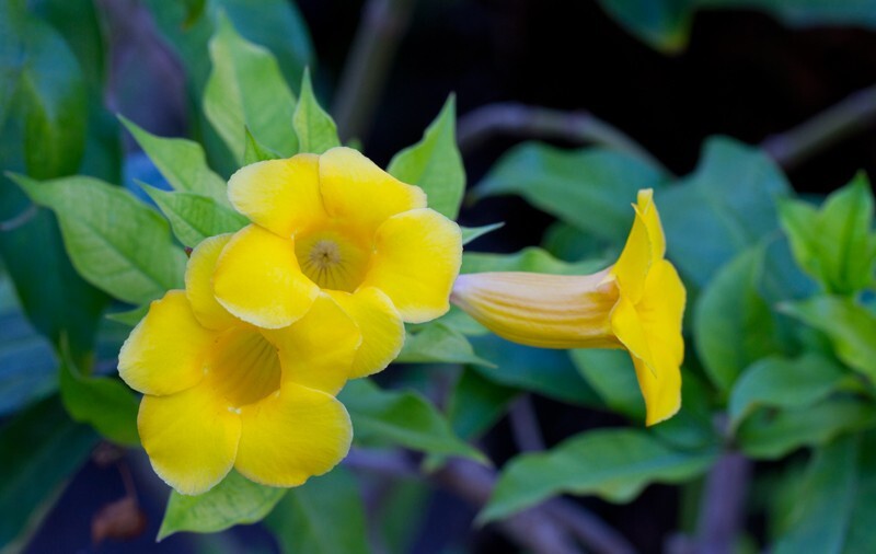 Floral_0030 - Floral - Plants