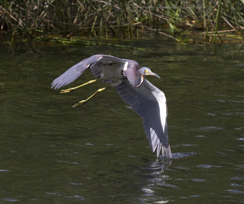 Tricolored Heron _0038 - Tri-Colored Heron