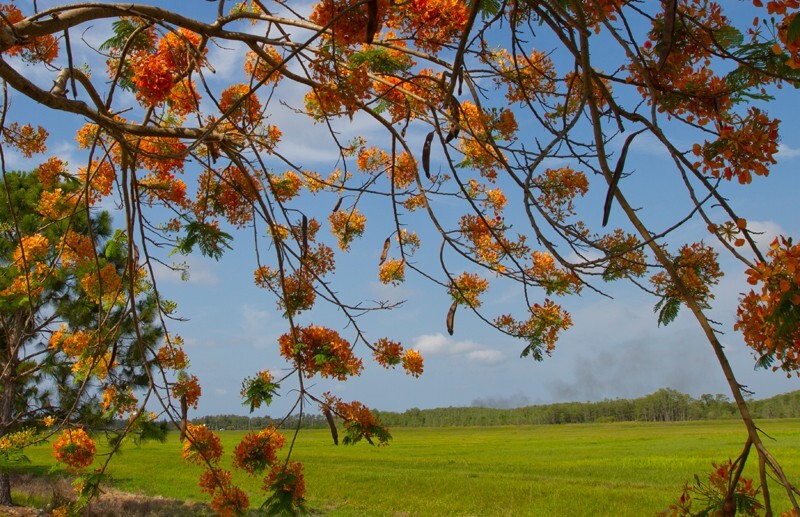 Floral_0057 - Floral - Plants