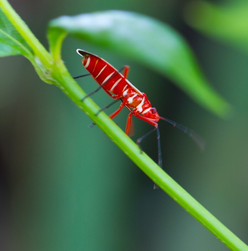 AnimalsCreatures _0098 - Animals, Creatures