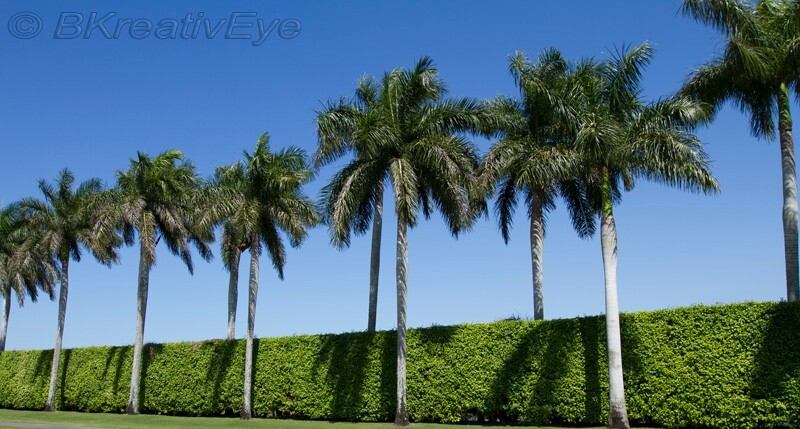 Trees 062 - Trees