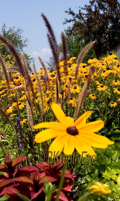 Flowers and Plants by Brian Kitzman