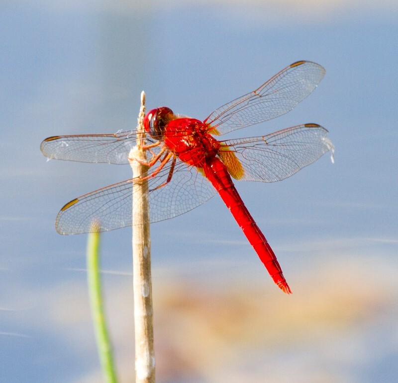 Dragonflies _0007 - Dragonflies