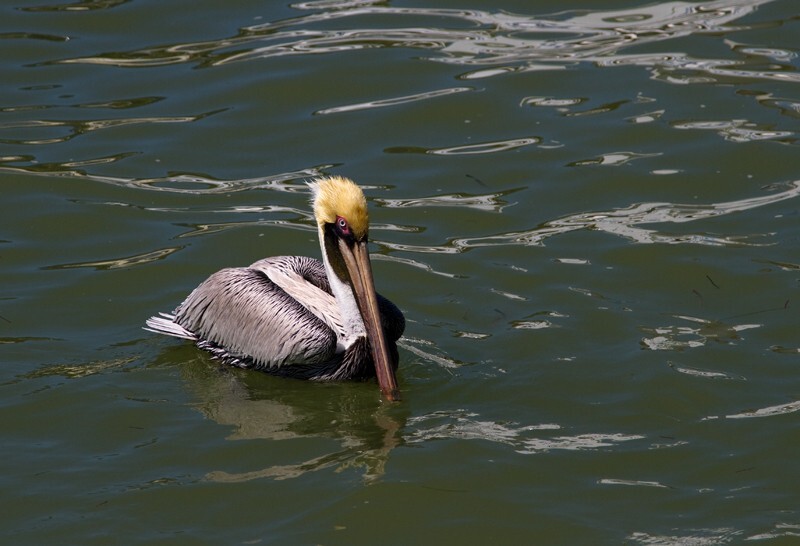  Pelicans _0036 - Pelicans