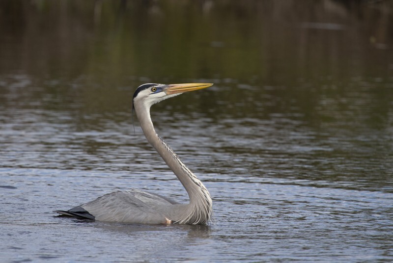 Great Blue Heron _0030 - Great Blue Heron