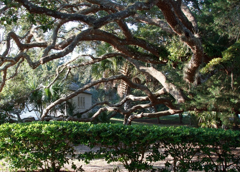 Trees  _0032 - Trees