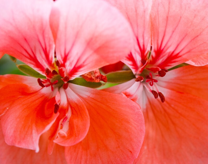 Floral_0035 - Floral - Plants