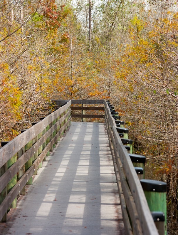 Trees  _0020 - Trees