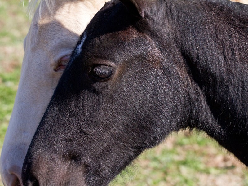 AnimalsCreatures _0016 - Animals, Creatures