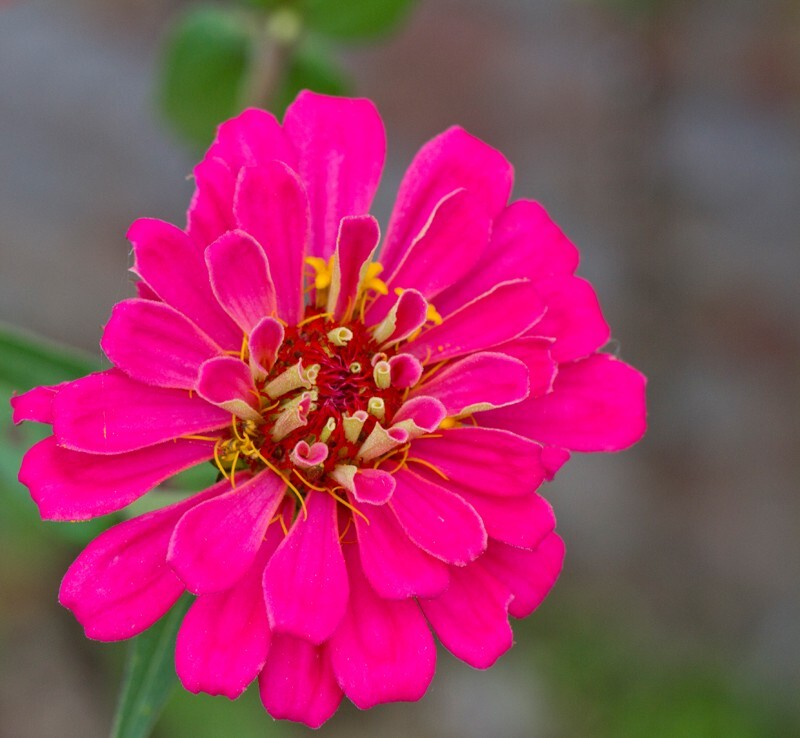 Floral_0079 - Floral - Plants