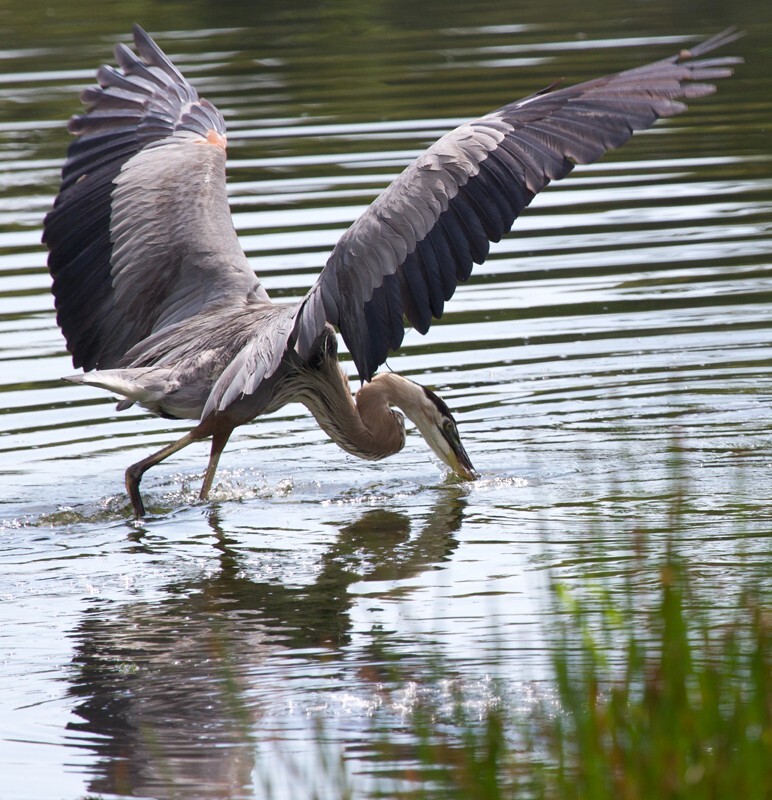 Great Blue Heron _0070 - Great Blue Heron