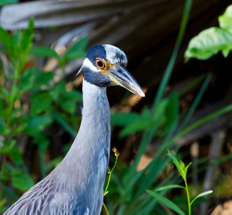 Birds _0030 - Yellow Crowned Night Heron