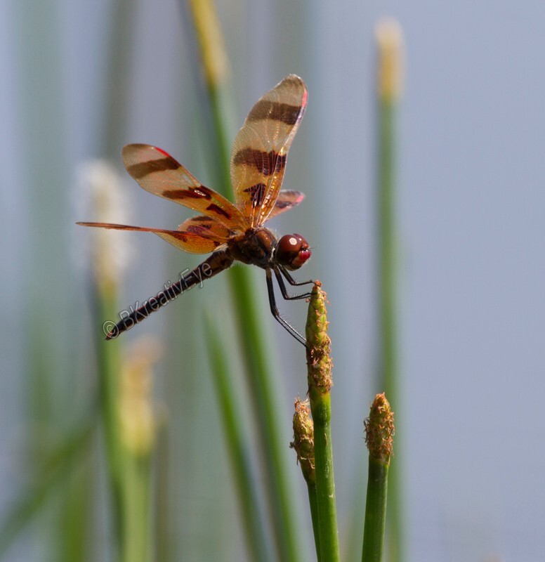 DF AnimalsCreatures 142 - Dragonflies