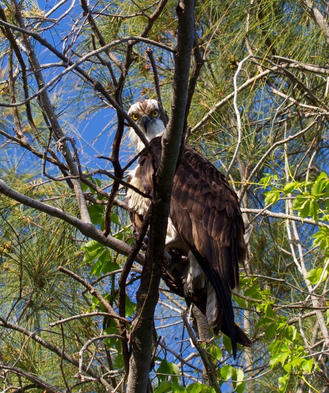 Osprey_0008 - Osprey