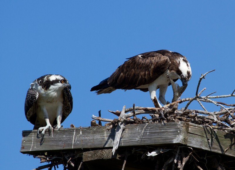 Osprey_0018 - Osprey
