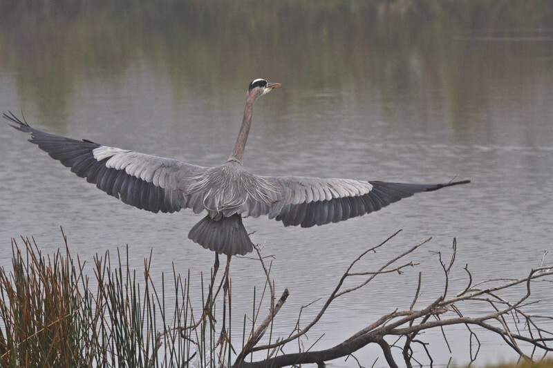 Great Blue Heron _0092 - Great Blue Heron