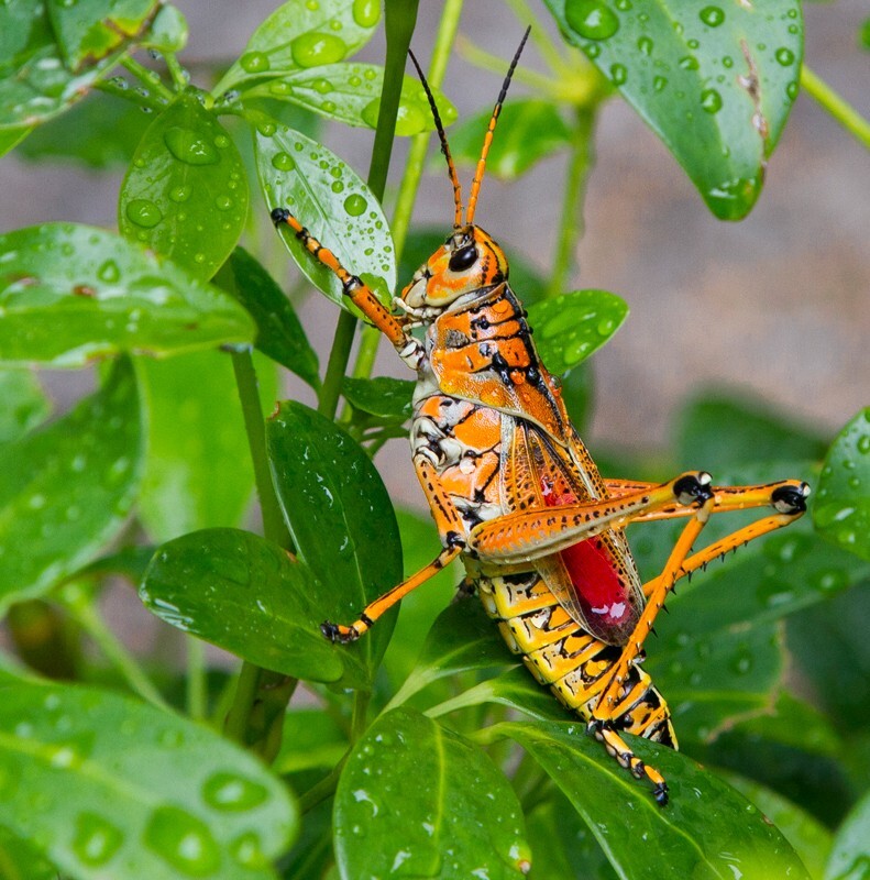 AnimalsCreatures _0094 - Animals, Creatures