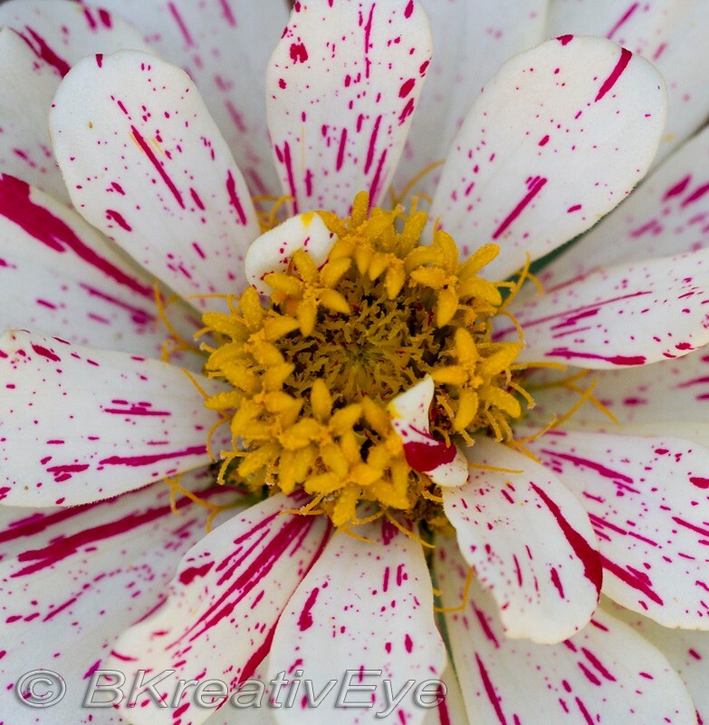 Floral 158 - Floral - Plants