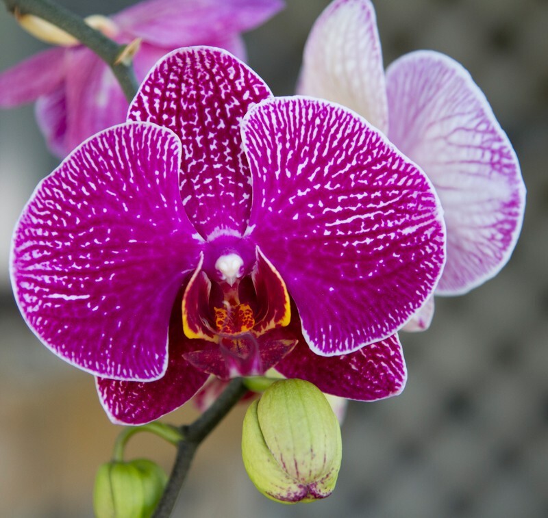 Floral_0020 - Floral - Plants