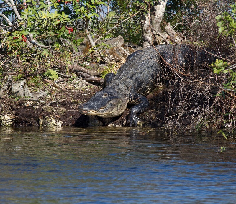 AnimalsCreatures 185 - Alligators