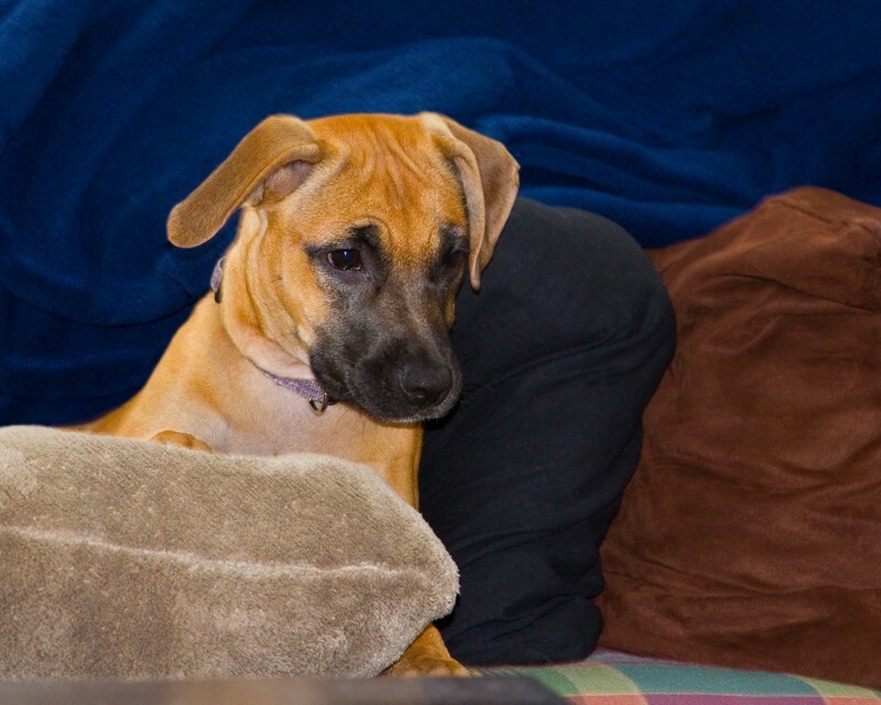 AnimalsCreatures _0075 - Animals, Creatures