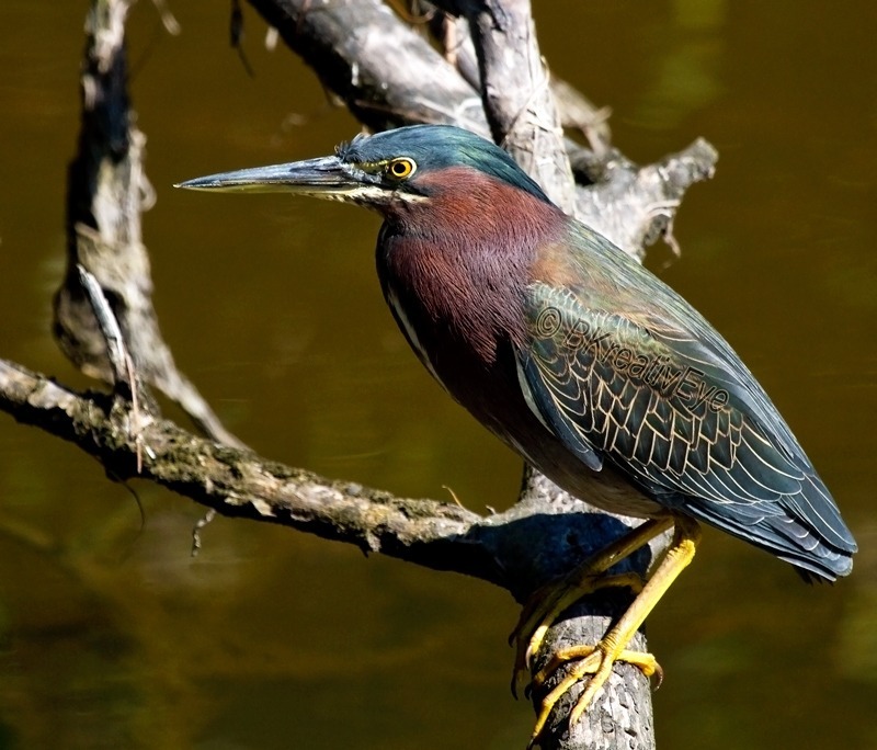 Great Blue Heron Southwest Florida Wild Birds by Brian Kitzman