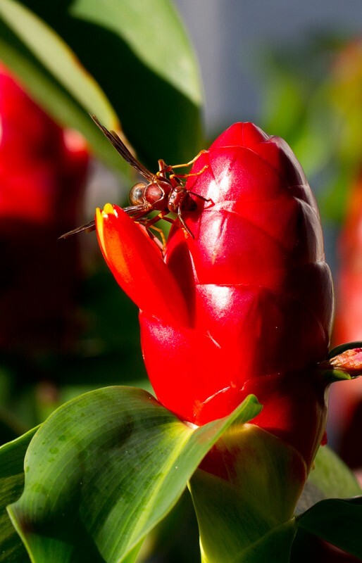 Floral_0104 - Floral - Plants