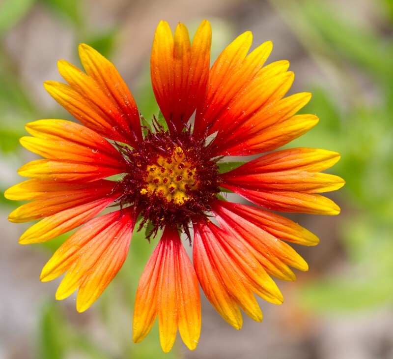 Floral_0009 - Floral - Plants