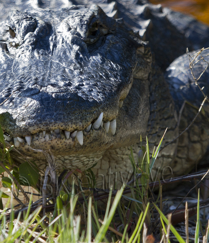 AnimalsCreatures 069 - Alligators