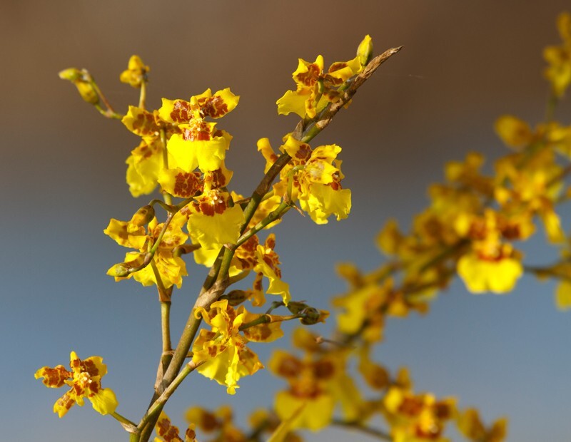 Floral_0056 - Floral - Plants