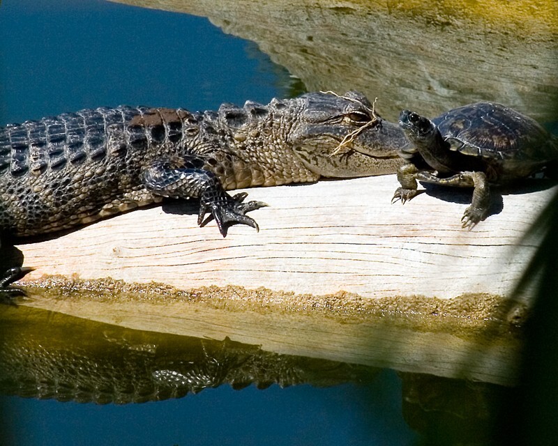 Aligators _0017 - Alligators