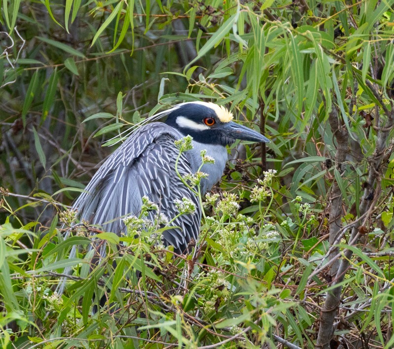 Yellow Crowned Night Heron _0001 - Yellow Crowned Night Heron
