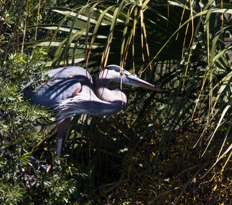 Great Blue Heron _0081 - Great Blue Heron