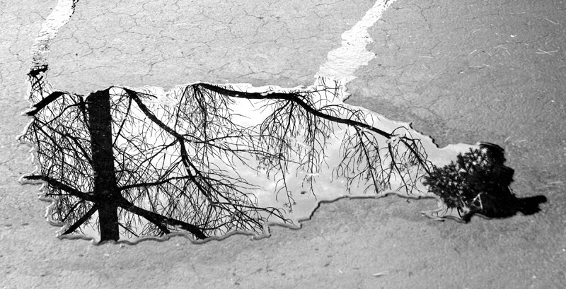 Trees  _0054 - Trees