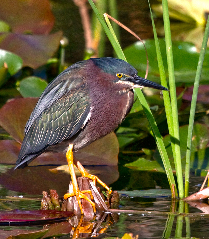 Green Heron  Everglades Florida Wild Birds by Brian Kitzman