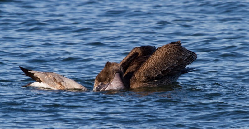  Pelicans _0028 - Pelicans