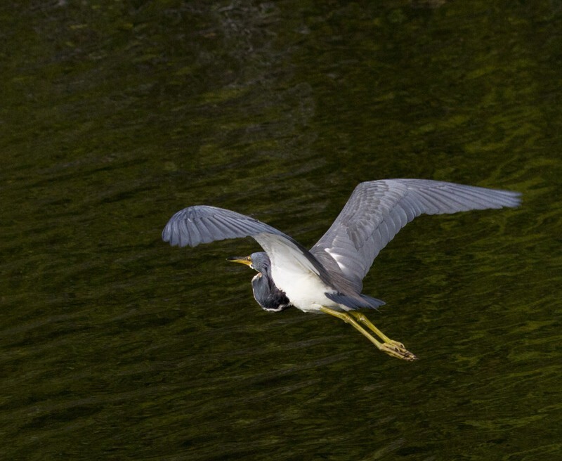 Tricolored Heron _0028 - Tri-Colored Heron
