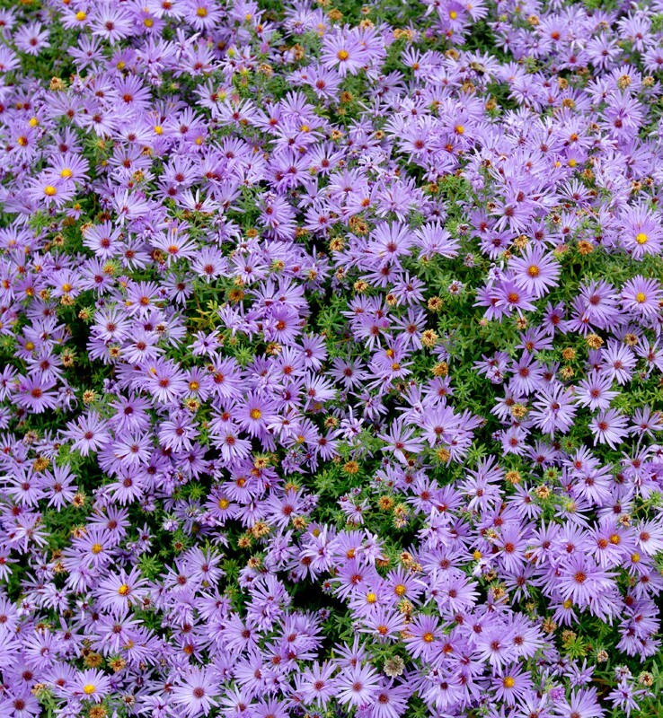 Floral_0089 - Floral - Plants