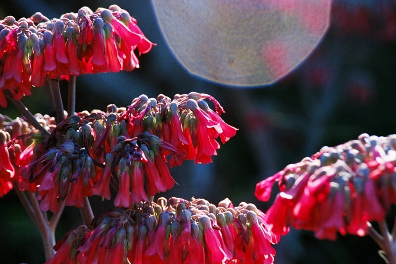 Floral_0130 - Floral - Plants