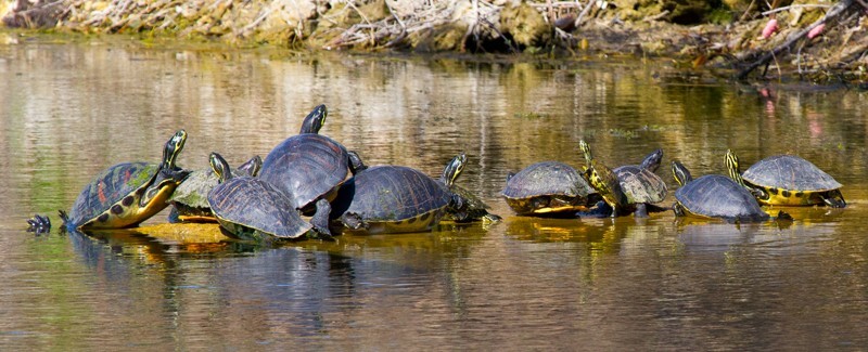 AnimalsCreatures _0108 - Animals, Creatures