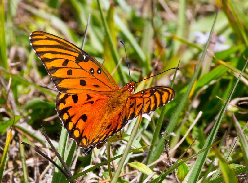 AnimalsCreatures _0049 - Animals, Creatures