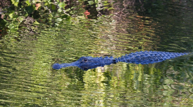 AnimalsCreatures 053 - Alligators