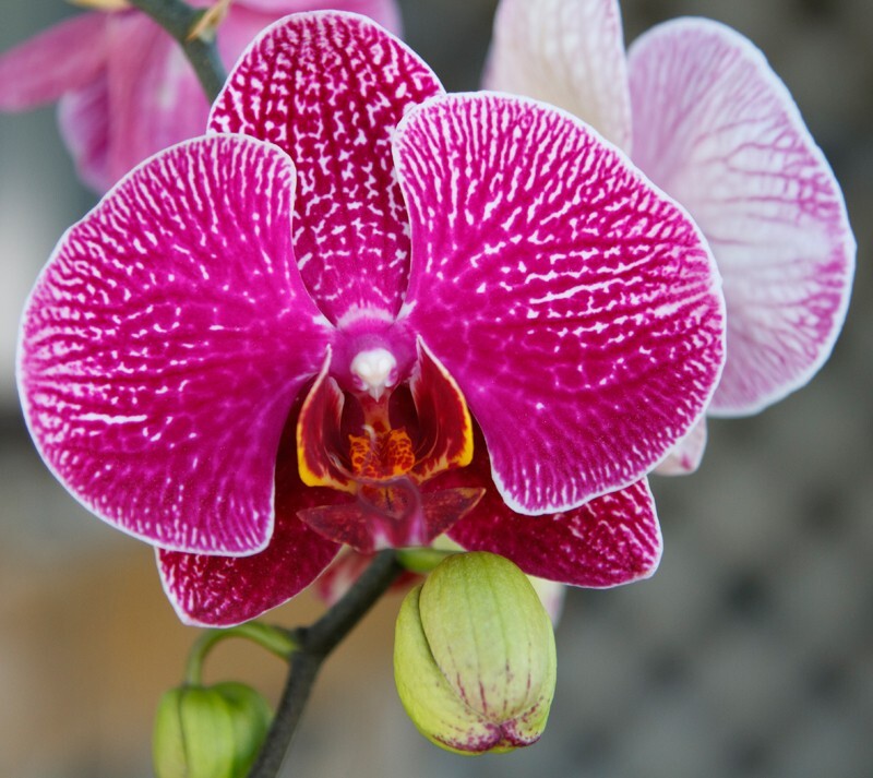 Floral_0123 - Floral - Plants