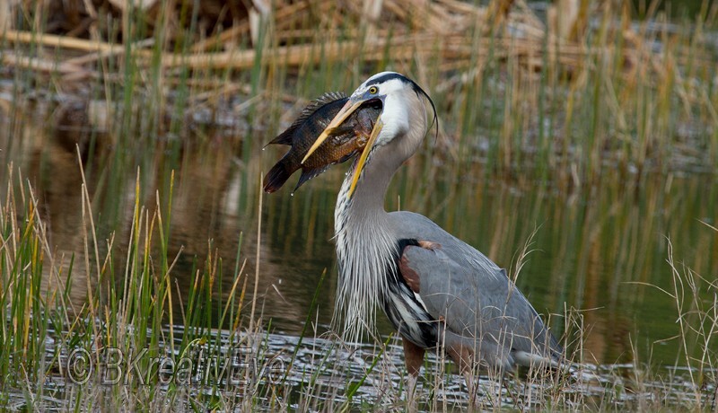 Birds 357 - Great Blue Heron