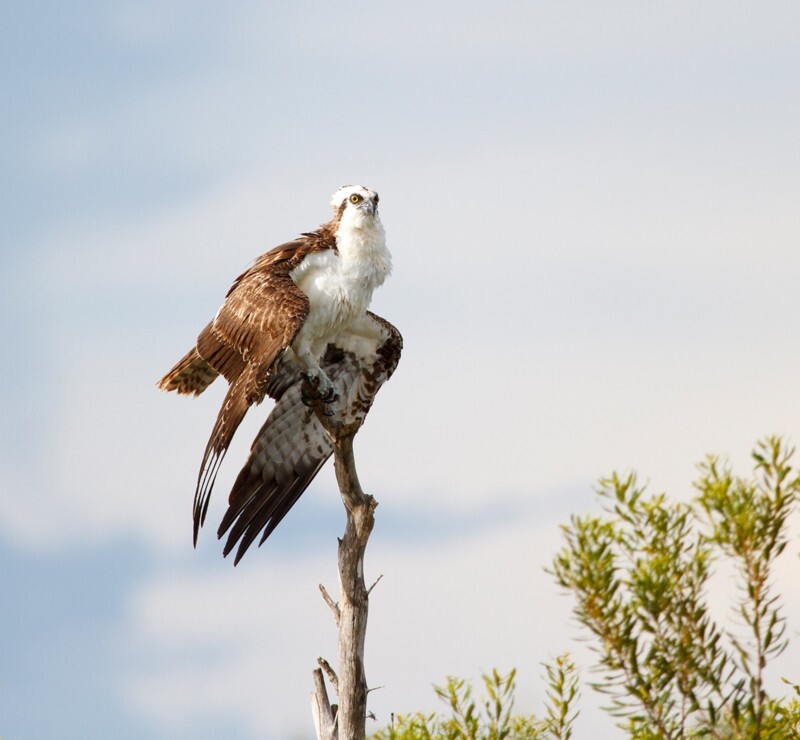 Osprey_0005 - Osprey